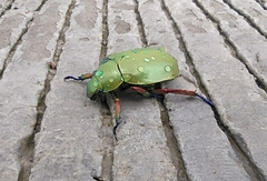 Chrysina macropus