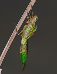 Anax longipes