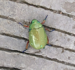 Chrysina macropus