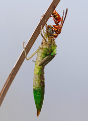 Anax longipes