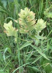 Castilleja unalaschcensis