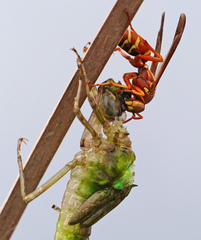 Anax longipes