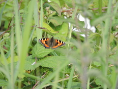 Aglais urticae