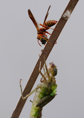 Anax longipes