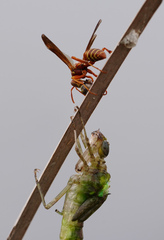 Anax longipes