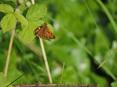 Ochlodes sylvanus