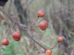 Grewia flavescens