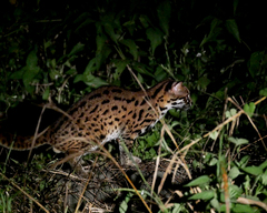 Prionailurus javanensis