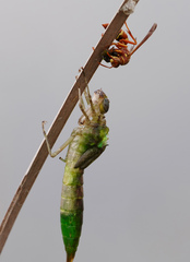 Anax longipes