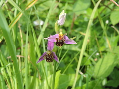 Ophrys apifera