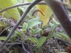 Mantis religiosa