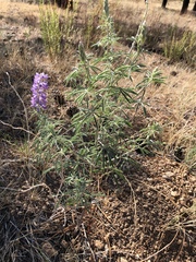 Lupinus caudatus