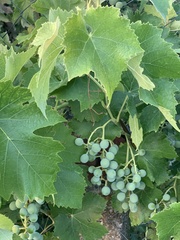 Colomerus vitis