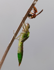 Anax longipes
