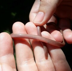 Xerotyphlops vermicularis