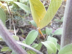 Mantis religiosa