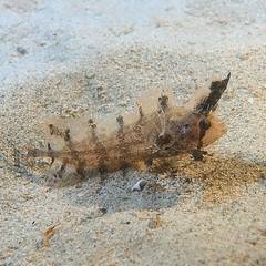 Cristiceps australis