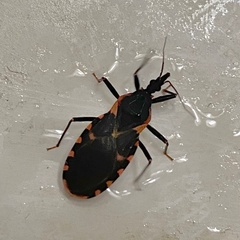 Triatoma sanguisuga