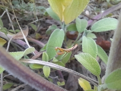 Mantis religiosa
