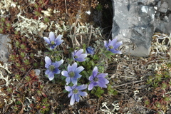 Pulsatilla multiceps