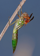 Anax longipes