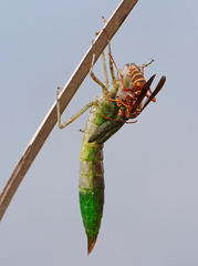 Anax longipes
