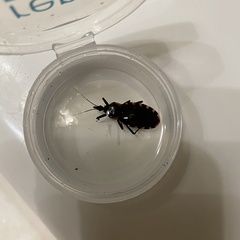 Triatoma sanguisuga