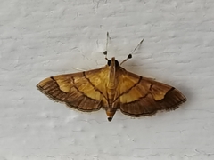 Orphanostigma haemorrhoidalis