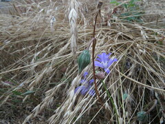 Microseris bigelovii