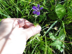 Geranium palustre