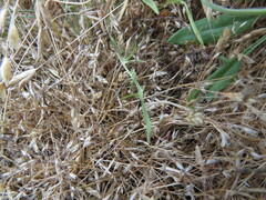 Microseris bigelovii