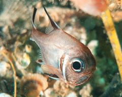 Trachichthys australis