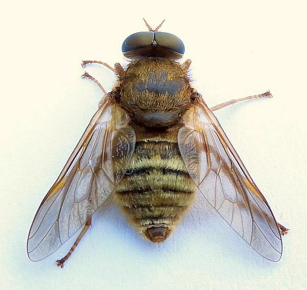 Golden-haired Horse Fly