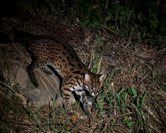 Prionailurus javanensis