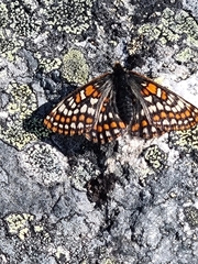 Euphydryas iduna