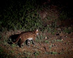 Prionailurus javanensis