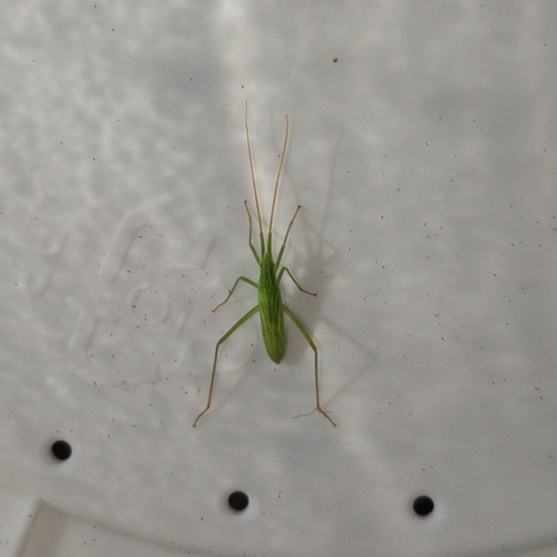 Plant Bug photo 3