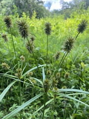 Cyperus lancastriensis