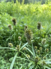 Cyperus lancastriensis