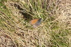 Coenonympha gardetta