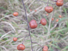 Grewia flavescens