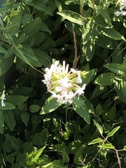 Saponaria officinalis