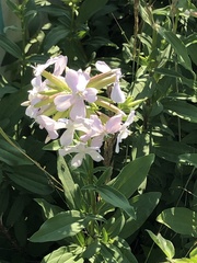 Saponaria officinalis