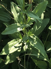 Saponaria officinalis
