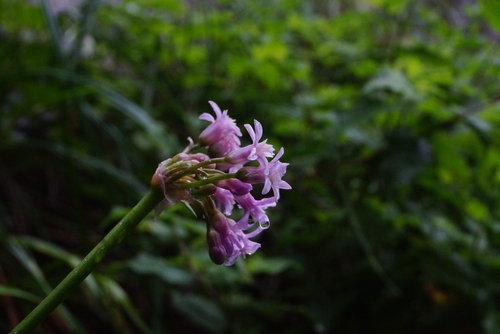 Foto de Açucena-do-mato