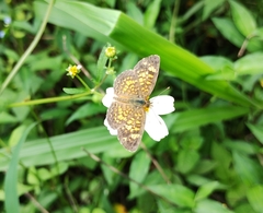 Phyciodes graphica graphica