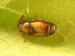 Kateretes pedicularius