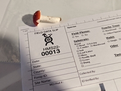 Russula pseudopeckii