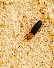 Xanthochroina bicolor