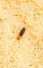 Xanthochroina bicolor